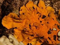 (Xanthoria Sunburst Lichen) on rocks