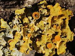 (Common Sunburst Lichen) on rocks