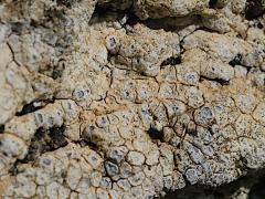(Megasporaceae Wart Lichen) on rocks