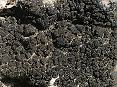 (Blackthread Lichen) on rocks