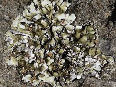 (Cartilaginea Shield Lichen) on rocks