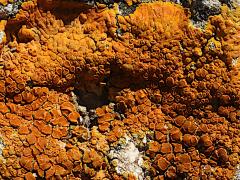 (Teloschistaceae Sunburst Lichen) on rocks
