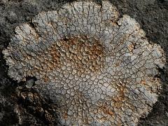 (Calcareous Rimmed Lichen) on rocks