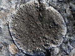 (Lobothallia Wart Lichen) on rocks
