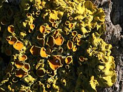 (Common Sunburst Lichen) on rocks