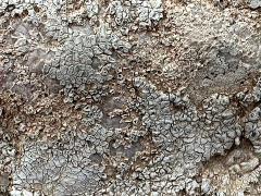 (Megasporaceae Wart Lichen) on trunk