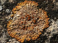 (Flavescens Sunburst Lichen) on rocks