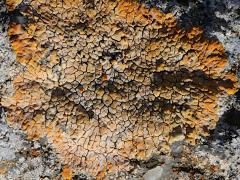 (Rock Jewel Lichen) on rocks