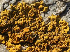 (Calcicola Sunburst Lichen) on rocks