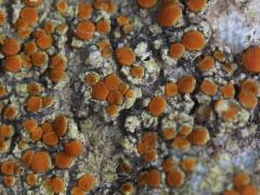 (Sulphur Firedot Lichen) on rocks