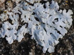 (Powdery Axil-bristle Lichen) on rocks