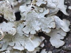 (Speckled Shield Lichen) on rocks