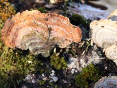 (Stereum Shelf Fungus) log