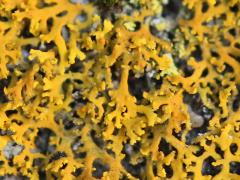 (Bare-bottom Sunburst Lichen) on rocks
