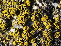 (Candelariella Goldspeck Lichen) on brick
