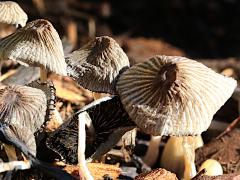 (Coprinellus Inkcap) two colony