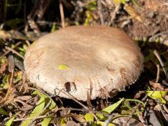 (Field Mushroom) upperside