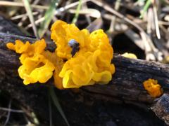 (Witch's Butter) log