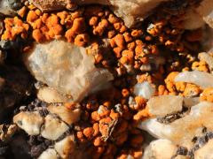 (Elegant Sunburst Lichen) on rocks