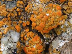 (Sidewalk Firedot Lichen) on rocks