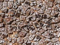 (Cobblestone Lichen) on rocks