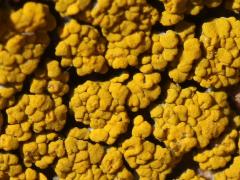 (Sagebrush Goldspeck Lichen) on rocks
