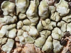 (Lecanoromycetes Common Lichen) on rocks