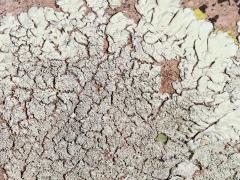 (Parmelioideae Shield Lichen) on rocks