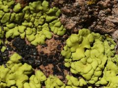 (Gold Cobblestone Lichen) on rocks