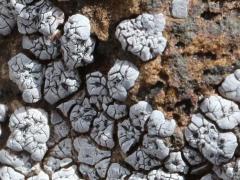 (Hoary Cobblestone Lichen) on rocks