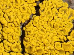 (Sagebrush Goldspeck Lichen) on rocks