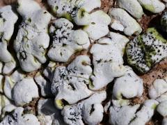 (Cobblestone Lichen) on rocks