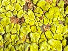 (Yellow Cobblestone Lichen) on rocks