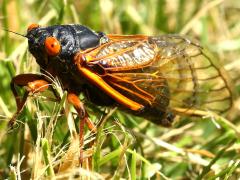 (Dwarf Periodical Cicada) male crawling