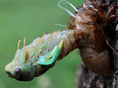 Scissor Grinder teneral molting from exoskeleton on Siberian Elm