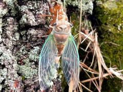 Scissor Grinder female molting from exoskeleton on Chinquapin Oak