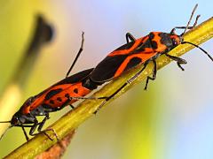 (False Milkweed Bug) mating lateral