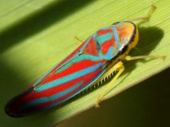 (Red-banded Leafhopper) lateral