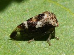 (Cyrtolobus Treehopper) lateral