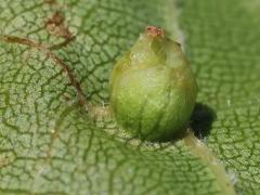 (Grape Phylloxera) underside gall on Riverbank Grape