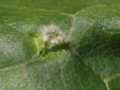(Grape Phylloxera) upperside gall on Riverbank Grape