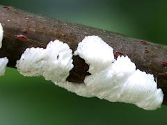 Two-marked Treehopper egg plugs on Wafer Ash