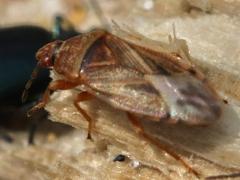 (Bulrush Bug) lateral