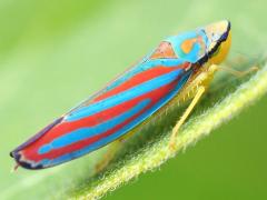 (Red-banded Leafhopper) lateral