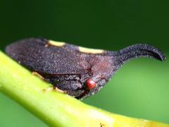 (Two-marked Treehopper) lateral