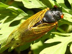 (Dwarf Periodical Cicada) on Common Ragweed