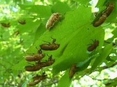 Dwarf Periodical Cicada exoskeletons on Hackberry