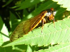 (Dwarf Periodical Cicada) on Staghorn Sumac