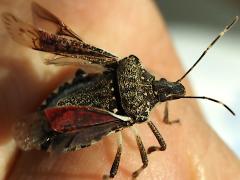 (Brown Marmorated Stink Bug) wings