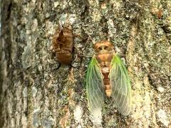 (Sugar Maple) Dog-day Cicada male molting from exoskeleton on Sugar Maple